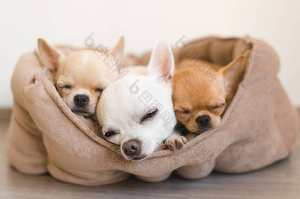 特写镜头的躺着，躺床上休息的狗的可爱，可爱的国内品种哺乳动物的吉娃娃小狗朋友。宠物休息，睡在一起。可怜和情感上的肖像。狗的耳朵、 眼睛和脸