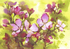 可爱的水彩小枝盛开的樱桃树。素描手绘樱桃枝叶，粉红色bu