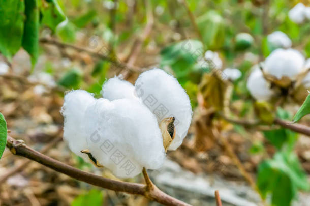 农村地区的棉花种植