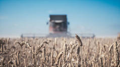 联合收割田地.在小麦地里干活的联合收割机.对麦田的密切监视。收割者在田里耕作,收割成熟的小麦.3d说明