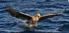 Steller 的海鹰展翅飞翔, 垂钓。少年 Steller 的海鹰 (吼海梭子蟹).