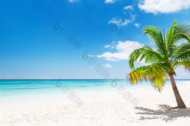 在蓬塔卡纳，多米尼加的白色沙滩上的椰子棕榈树