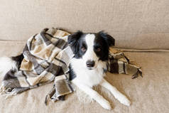有趣的小狗边境牧羊犬躺在沙发上，躺在室内。在秋天寒冷的冬季，家养的小狗在毛毯下保暖。宠物动物生命概念