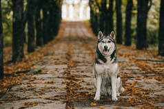 在秋季公园里坐在树叶上的一只友善的哈士奇狗