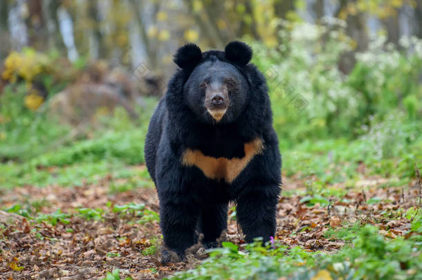 秋天森林中的亚洲黑熊（Ursus thibetanus） 。大自然的野生动物场景