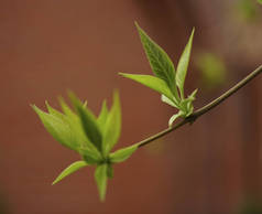 春天的花蕾。初春芽在枝条上，特写图像。春天的时候,栗树枝头长出了绿叶.隔离在红墙上