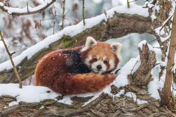 可爱的蓬松的红色熊猫在冬天的森林。蜷缩较小的熊猫或火狐 (阿利鲁斯富根斯) 休息在白雪覆盖的树上.