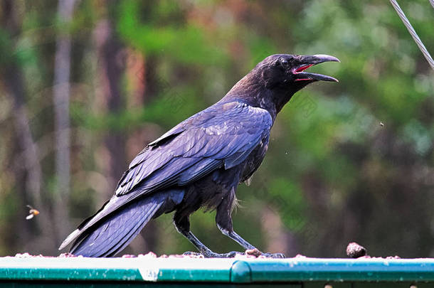 一只乌鸦试图抓住张大嘴巴的苍蝇