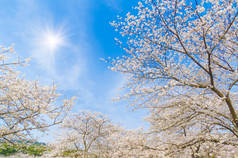 武汉樱花花园春天的风景