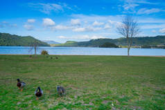 奥卡雷卡湖畔的草色海岸，湖中有鸭，湖中有美丽的蓝色湖泊，周围环绕着长满荆棘的山丘，蓝天下有白云的天空.