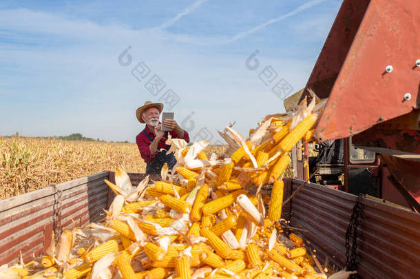 年长农民满意地看着石碑，同时联合收割机在收割期间把玉米芯扔进田里的拖车里 