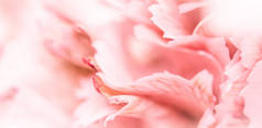 复古艺术,复古卡片和植物学概念.摘要花卉背景,粉红色康乃馨花瓣.度假品牌设计的宏观花卉背景