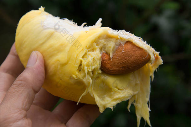 成熟的<strong>榴莲</strong>果具有黄色、乳白色、多汁、甜而柔软的果肉。它是健康的，美味的和著名的<strong>泰国</strong>水果。Uttaradit<strong>泰国</strong>.