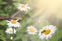 许多洋甘菊在夏季的草地上, 在阳光下的日落和飞行的大黄蜂。美丽的夏天风景与日落中的雏菊领域.