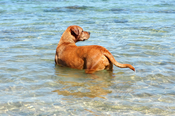 水中的狗