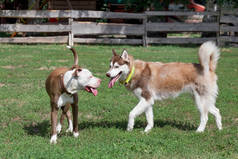 夏天的公园里，可爱的斗牛犬小狗和冬眠的哈士奇小狗正站在绿草上。宠物动物.