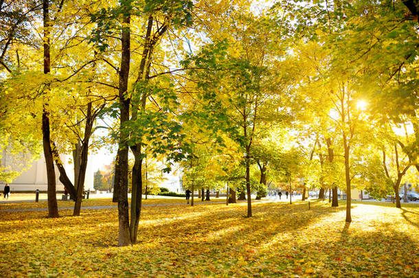 五颜六色的城市公园场面在秋天与橙色和黄色叶子。美丽的秋天风景在维尔纽斯, 立陶宛.