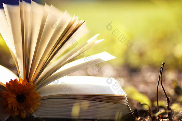 已打开的书，在黄色的秋天
