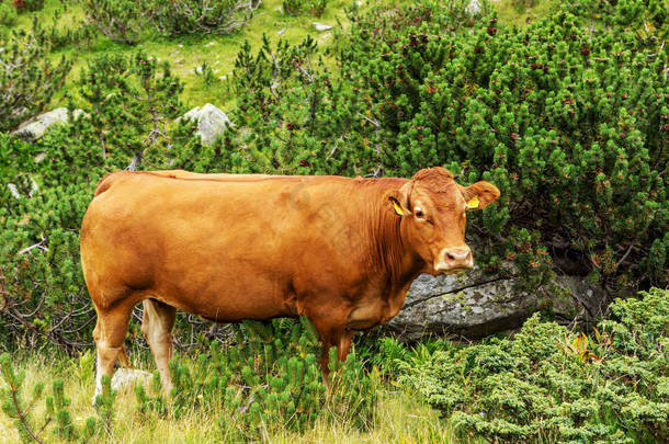 在山区的田园诗般的夏季景观与奶牛在新鲜的绿色山牧场上吃草在绿色的山谷和山峰的背景, 保加利亚, 皮林山脉