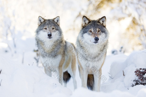 在寒冷的冬天森林里的两只狼
