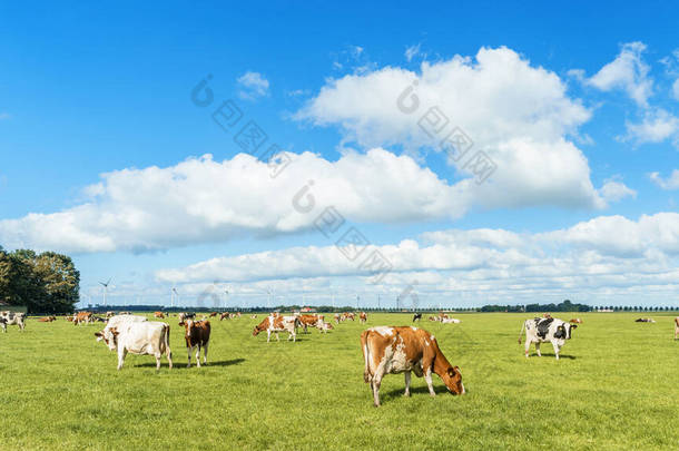 荷兰春天的草地上，荷兰牛群在诺德洛斯托弗兰，黑白相间的牛群在草地上