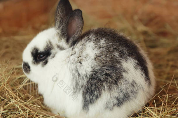 可爱有趣的兔子 