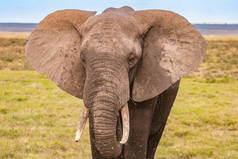 大象特写。肯尼亚。非洲野生动物园。非洲大象非洲动物。前往肯尼亚。大象的肖像.