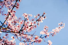 美丽的绽放的粉色春花，合拢.