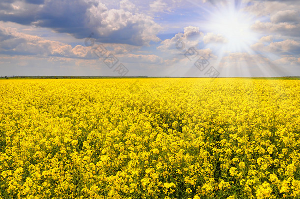 与美丽的云-植物为绿色 energy.flowers 油油菜田的绽放与蓝蓝的天空和白色在蓝色天空和 clouds.yellow 字段油菜籽油菜籽的领域