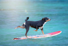 狗冲浪在冲浪板在海边, 阿彭策勒山狗