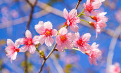 花丛花的花木与粉红色的花朵和蓝天的特写 