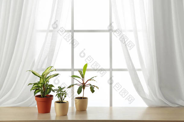 <strong>窗</strong>台上的盆里不同的植物，文字的空间。家居装饰