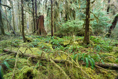 雪松树木森林深处绿色苔藓覆盖增长 hoh 雨林