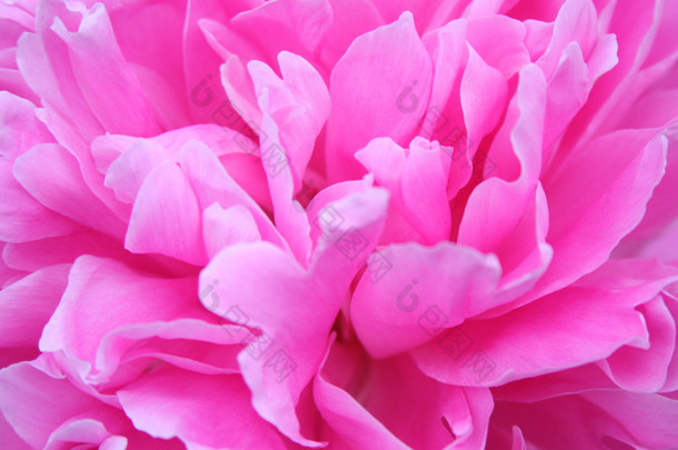 粉色牡丹