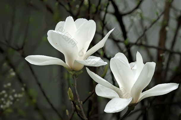 新鲜气味美丽的白色玉兰花