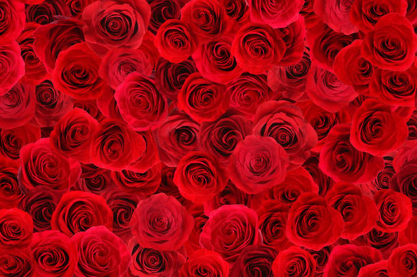 许多美丽的红玫瑰为背景,顶视图