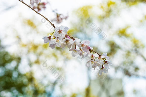 樱花在春天开花作为背景或复制文字的空间 
