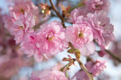 粉红色樱花枝的特写