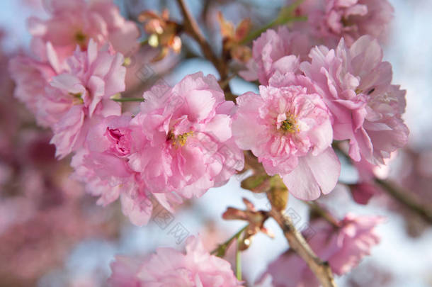 粉红色樱花枝的特写