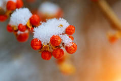 雪下的山灰红浆果.