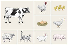 动物收藏插图绘画风格
