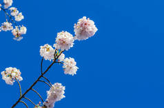 清澈的蓝天、春天的自然背景下，树枝樱花的高照特写