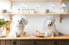 两只头戴大厨帽、头戴小蛋糕的白色飞溅犬。厨房里的肖像