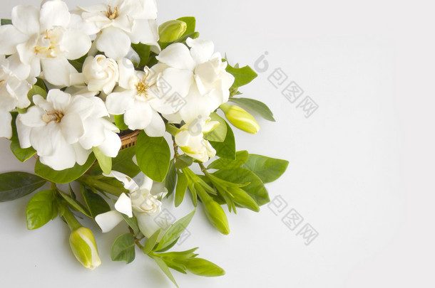 美丽的白色栀子花鲜花花束