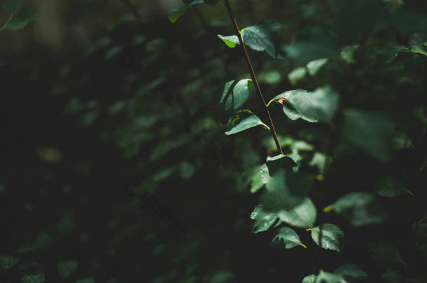 低光条件下的灌木分枝的有机黑暗叶背，有复制空间。茂密的森林或花园植物，质地细腻