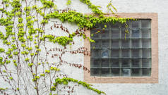 老用格子满葡萄叶片，与白色的纹理的墙背景，瓦尔多夫，德国的简约视图窗口.