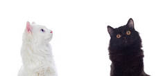 黑白相间的波斯猫，棕色和蓝色的眼睛与白色背景隔离
