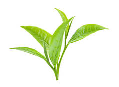 绿茶叶在白色背景下被隔离