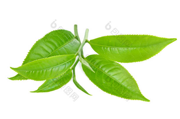 绿茶叶, 茶叶在白色背景下分离