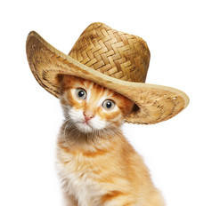 红猫在柳条草编帽子